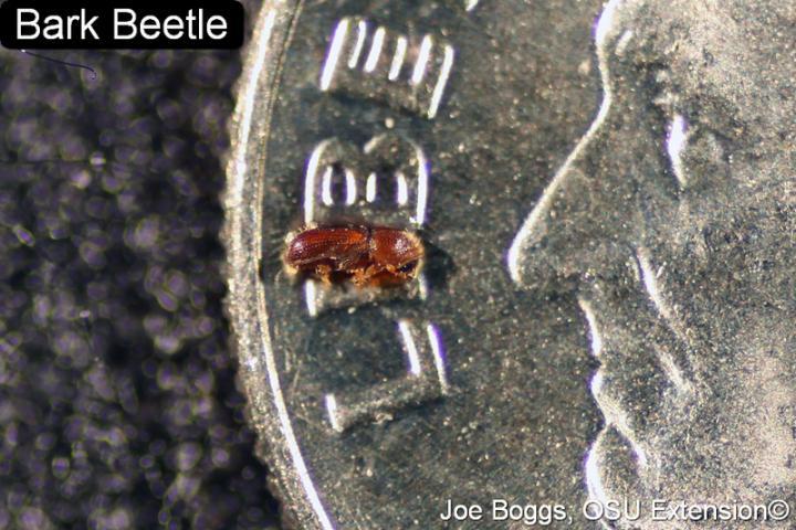 Bark Beetle on quarter